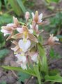 pink Flower Marsh Helleborine, Swamp Epipactis Photo and characteristics