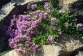 Gartenblumen Fee Fingerhut, Erinus alpinus flieder Foto