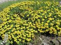 Garden Flowers Buckwheat, Eriogonum yellow Photo