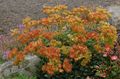 Garden Flowers Buckwheat, Eriogonum orange Photo