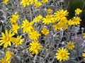 Vrtno Cvetje Oregon Sunshine, Volnata Sončnice, Volnata Daisy, Eriophyllum rumena fotografija
