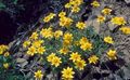 Záhradné kvety Oregon Slnko, Vlnitá Slnečnica, Vlnitá Sedmokráska, Eriophyllum žltá fotografie