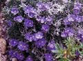 Garden Flowers Arctic Forget-me-not, Alpine forget-me-not, Eritrichium purple Photo