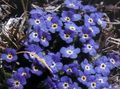 Garden Flowers Arctic Forget-me-not, Alpine forget-me-not, Eritrichium blue Photo