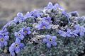 Garden Flowers Arctic Forget-me-not, Alpine forget-me-not, Eritrichium light blue Photo