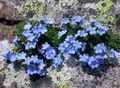 Hage blomster Arctic Glemmer-Meg-Ikke, Alpine Forget-Me-Not, Eritrichium lyse blå Bilde