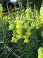 jaune Fleur Snapdragon, Museau De Belette Photo et les caractéristiques
