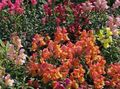 Gartenblumen Löwenmaul, Wiesel Schnauze, Antirrhinum orange Foto