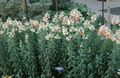 Gartenblumen Löwenmaul, Wiesel Schnauze, Antirrhinum rosa Foto