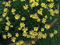 jaune Fleur Bush Marguerite, Euryops Verts Photo et les caractéristiques