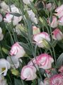 rose Fleur Gentiane, Lisianthus, Jacinthe Texas Photo et les caractéristiques