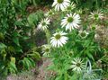 blanc Fleur Échinacée, Échinacée Orientale Photo et les caractéristiques