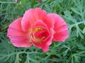 rose Fleur Pavot De Californie Photo et les caractéristiques