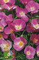 Garden Flowers California Poppy, Eschscholzia californica lilac Photo