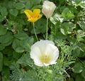blanc Fleur Pavot De Californie Photo et les caractéristiques