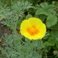 jaune Fleur Pavot De Californie Photo et les caractéristiques