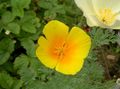 orange Fleur Pavot De Californie Photo et les caractéristiques