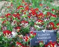 Баштенске Цветови Бубрега Вика, Прсти Дама Је, Anthyllis црвено фотографија