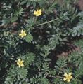 Gartenblumen Puncturevine, Caltrop, Leiter Ziegen, Groppe, Malteserkreuz, Tribulus gelb Foto