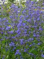 Garden Flowers Italian Bugloss, Italian Alkanet, Summer Forget-Me-Not, Anchusa blue Photo