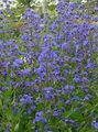 Bugloss Italiano, Alkanet Italiano, Verão Esquecer-Me-Not