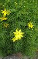 Garden Flowers Tickseed, Coreopsis yellow Photo