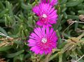 Hardy Mittagsblume, Delosperma rosa Foto