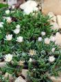 white Flower Hardy Ice Plant Photo and characteristics