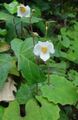 white Flower Snow Poppy, Chinese Bloodroot Photo and characteristics