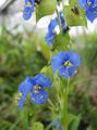 bleu  Fleur De Jour, Spiderwort, Les Veuves Des Larmes Photo et les caractéristiques