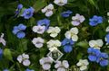 Day Flower, Spiderwort, Widows Tears, Commelina white Photo