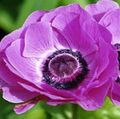 lilac  Crown Windfower, Grecian Windflower, Poppy Anemone Photo and characteristics