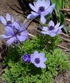 Gartenblumen Krone Windfower, Griechisch Windröschen, Anemone Mohn, Anemone coronaria hellblau Foto