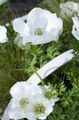 Gartenblumen Krone Windfower, Griechisch Windröschen, Anemone Mohn, Anemone coronaria weiß Foto