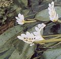 Gartenblumen Wasser Weißdorn, Aponogeton distachyos weiß Foto