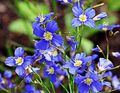Gartenblumen Falsche Blau Flachs, Heliophila longifolia hellblau Foto