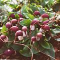 burgundy Flower Mouse Plant, Mousetail Plant Photo and characteristics