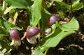 Gartenblumen Maus-Pflanze, Mousetail Werk, Arisarum proboscideum weinig Foto