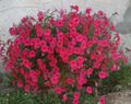 red Flower Petunia Fortunia Photo and characteristics