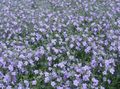 bleu ciel Fleur Bacopa (Sutera) Photo et les caractéristiques