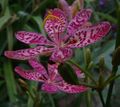 Garden Flowers Blackberry Lily, Leopard Lily, Belamcanda chinensis lilac Photo