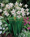 Garden Flowers Abyssinian Gladiolus, Peacock Orchid, Fragrant Gladiolus, Sword Lily, Acidanthera bicolor murielae, Gladiolus murielae white Photo