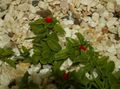 Garden Flowers Baby Sunrose, Heartleaf Ice Plant, Aptenia red Photo