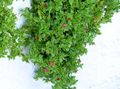 Баштенске Цветови Беба Сунросе, Хеартлеаф Ице Плант, Aptenia црвено фотографија