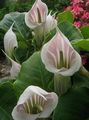 Garden Flowers Striped Cobra Lily, Chinese Jack-in-the-Pulpit, Arisaema pink Photo