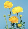 jaune Fleur Renoncule, Renoncule Persan, Turban Renoncule, Renoncule Persique Photo et les caractéristiques