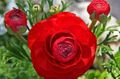Záhradné kvety Ranunculus, Perzština Iskerník, Turban Iskerník, Perzština Crowfoot, Ranunculus asiaticus červená fotografie