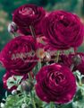 burgundy Flower Ranunculus, Persian Buttercup, Turban Buttercup, Persian Crowfoot Photo and characteristics