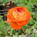 orange Fleur Renoncule, Renoncule Persan, Turban Renoncule, Renoncule Persique Photo et les caractéristiques