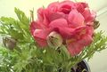 ვარდისფერი ყვავილების Ranunculus, სპარსული Buttercup, თავსაბურავი Buttercup, სპარსული Crowfoot სურათი და მახასიათებლები
